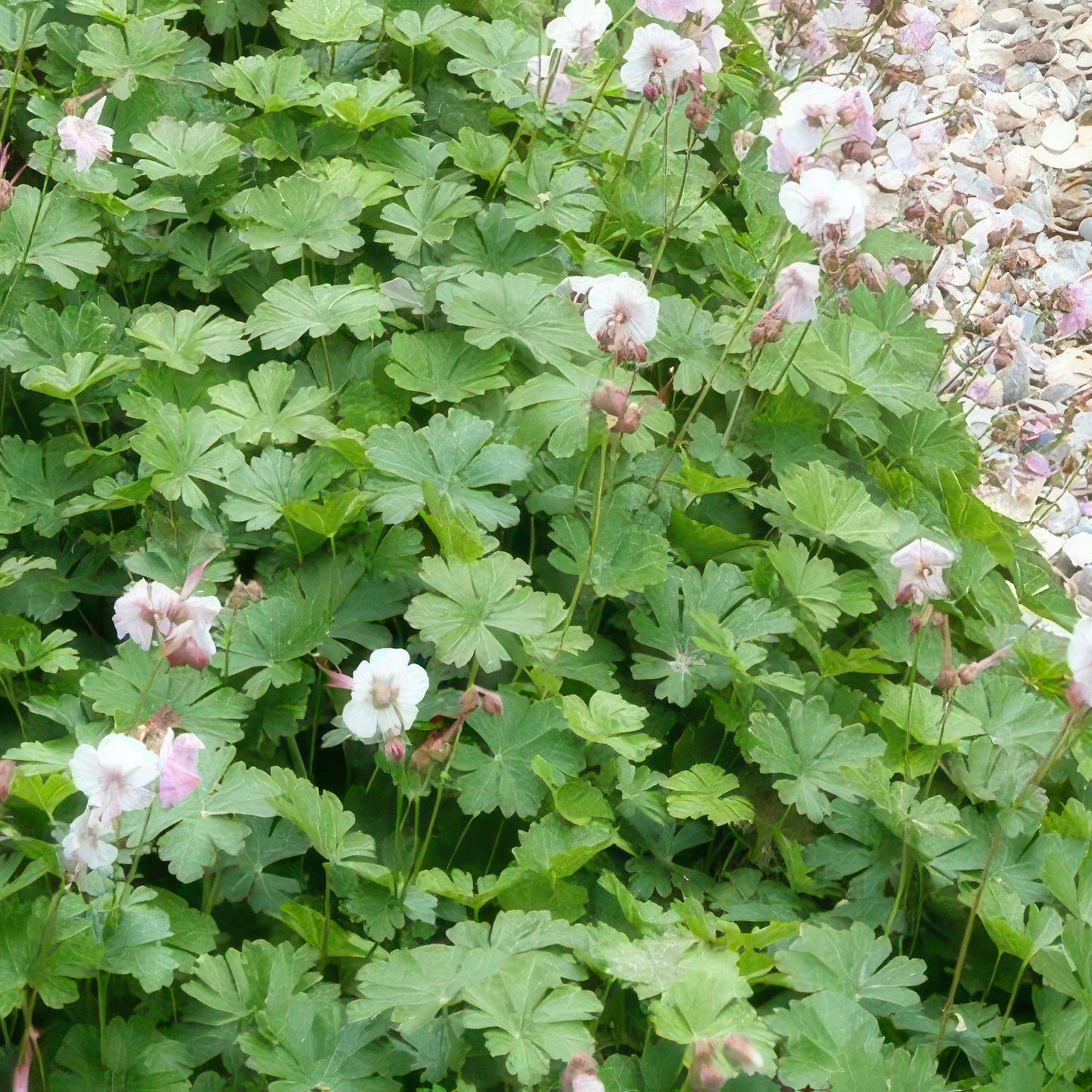 40x Geranium cant. 'Biokovo' - ↕10-25cm - Ø9cm
