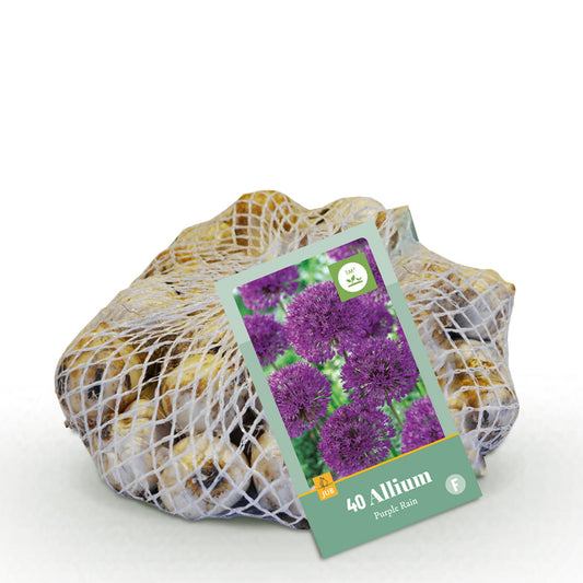 GreenboutiQ - Blumenzwiebeln - Allium Purple Rain - Farbe Lila - 40 Stück - Zwiebelgröße 10/12