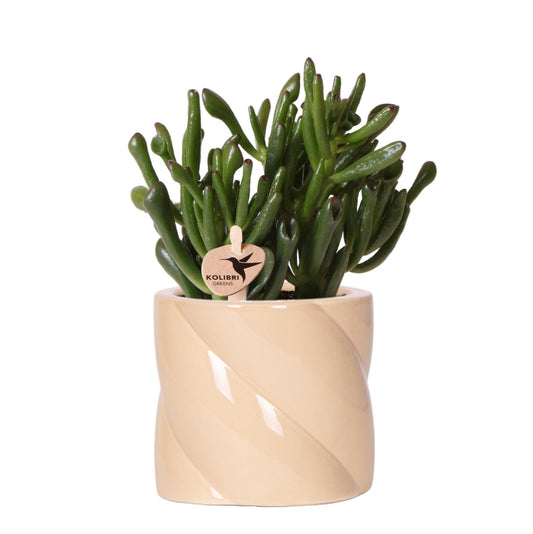 Kolibri Greens | Sukkulente Crassula Hobbit + Candy-Topf Pfirsich - Topfgröße Ø9cm | blühende Zimmerpflanze - frisch vom Züchter