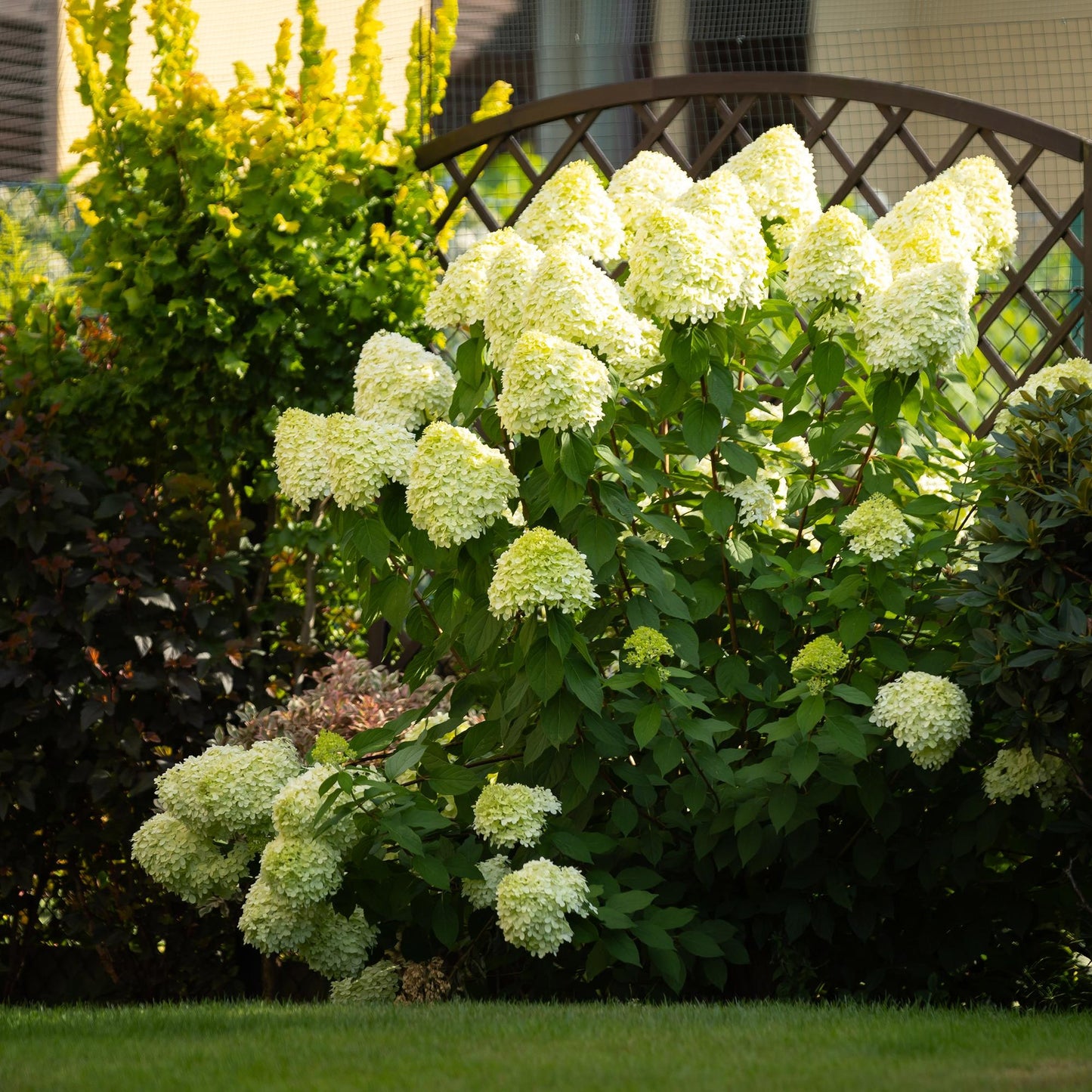 GreenboutiQ - Rispenhortensie - Hydrangea panniculata Limelight - Blüte Creme Weiß - 3 Pflanzen - 1 m2 - Laubabwerfend - Große Blüten - Topf 17cm Höhe 50cm