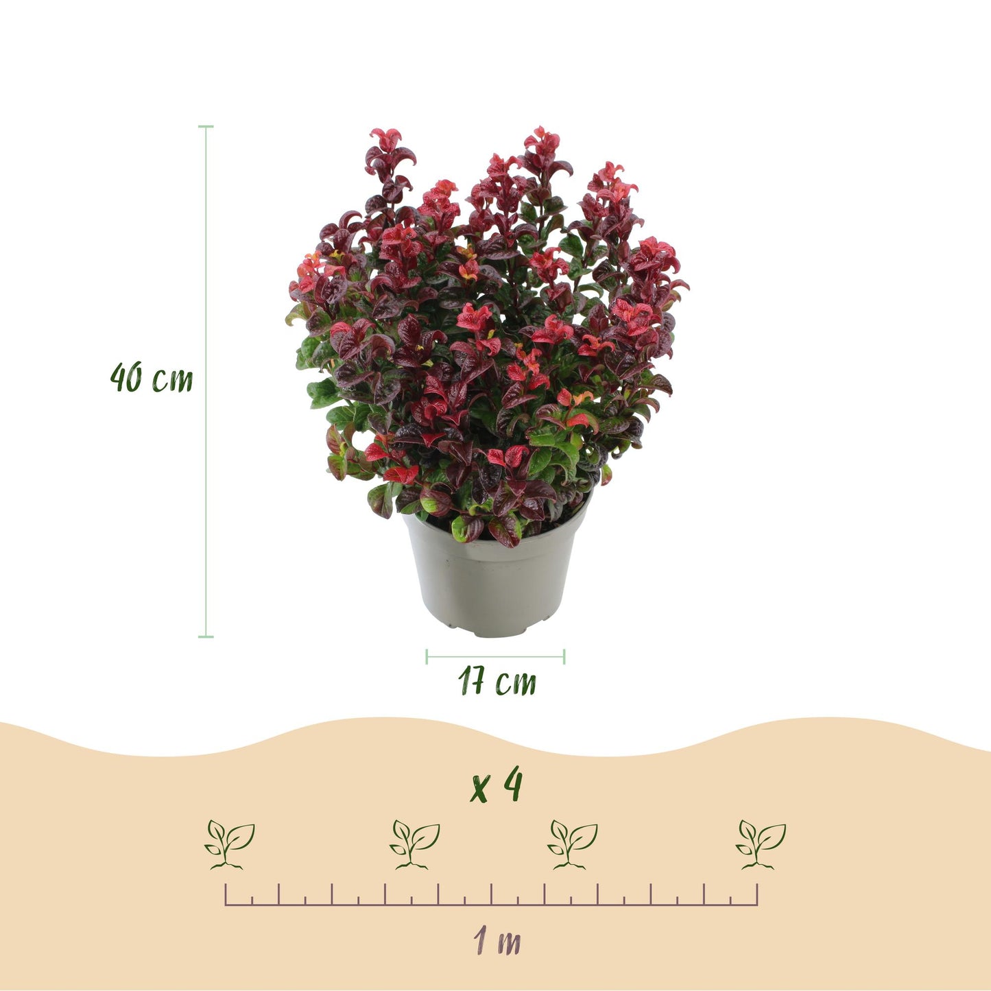 GreenboutiQ - Gartenpflanze - Leucothoe Curly Red - Rot - 2 Pflanzen - Immergrün - Wenig Pflege - Topf 17cm Höhe 40cm