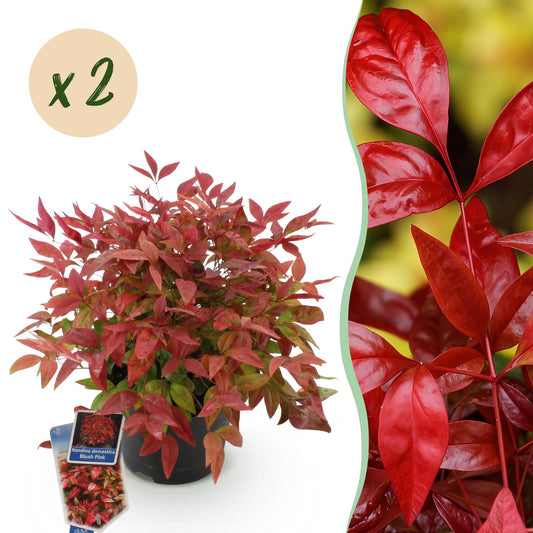 GreenboutiQ - Gartenpflanze - Nandina Blush Pink - Dunkelrosa - 2 Pflanzen - Immergrün - Pflegeleicht - Topf 17cm Höhe 40cm