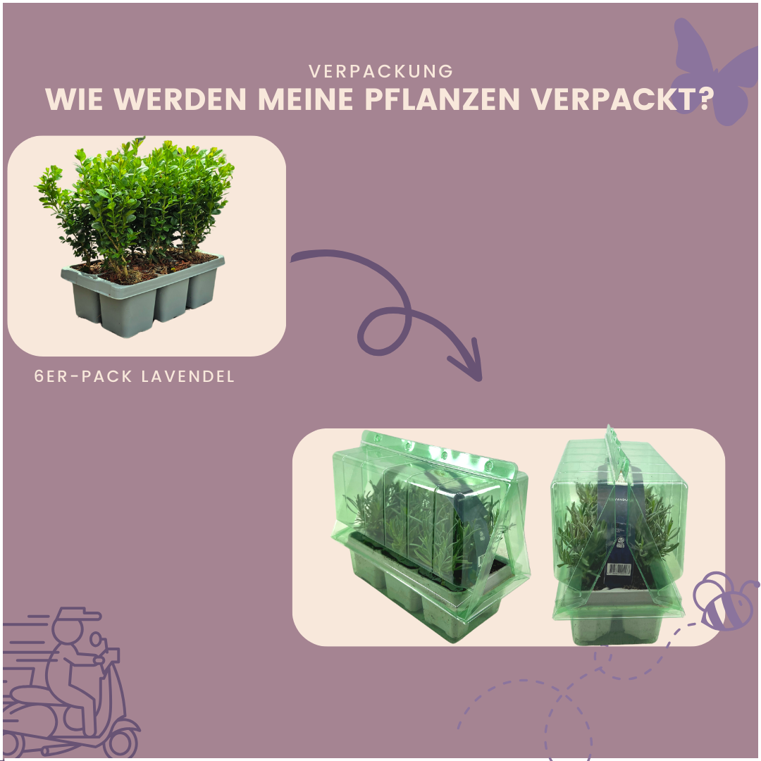 8 x 6er-Pack Buxus NewGen Freedom – Winterharte Immergrüne Sträucher 48 x Ø7 cm - ↕15 cm | Kompakter Buchsbaum