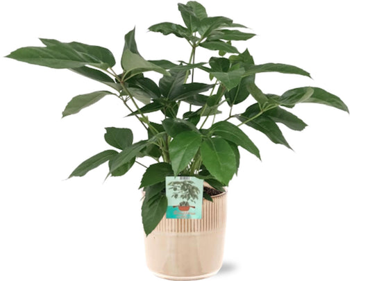 Schefflera Actinophylla Emerald Green - Ø19cm - ↕75cm + Terni Pot D20x20cm - Rosa