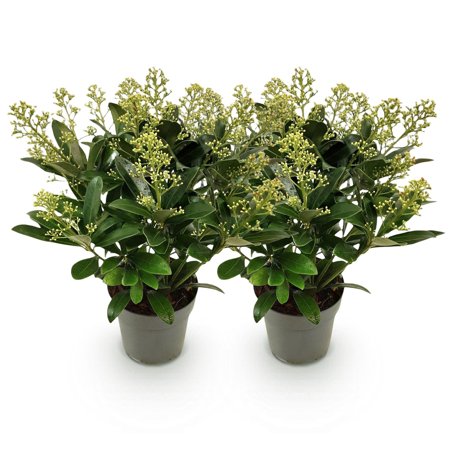 GreenboutiQ - Terrassenpflanze - Skimmia japonica Finchy - Blüte Weiß - 15+ Blüten - 2 Pflanzen - Winterhart - Topf 15cm Höhe 30cm