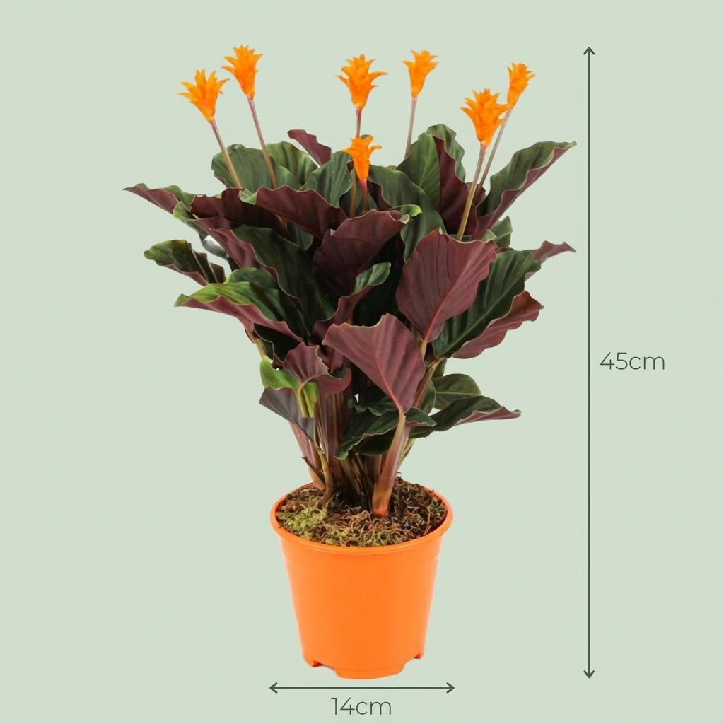 Calathea Crocata - 2 Stück - Ø 14 cm - Höhe: 40 - 45cm