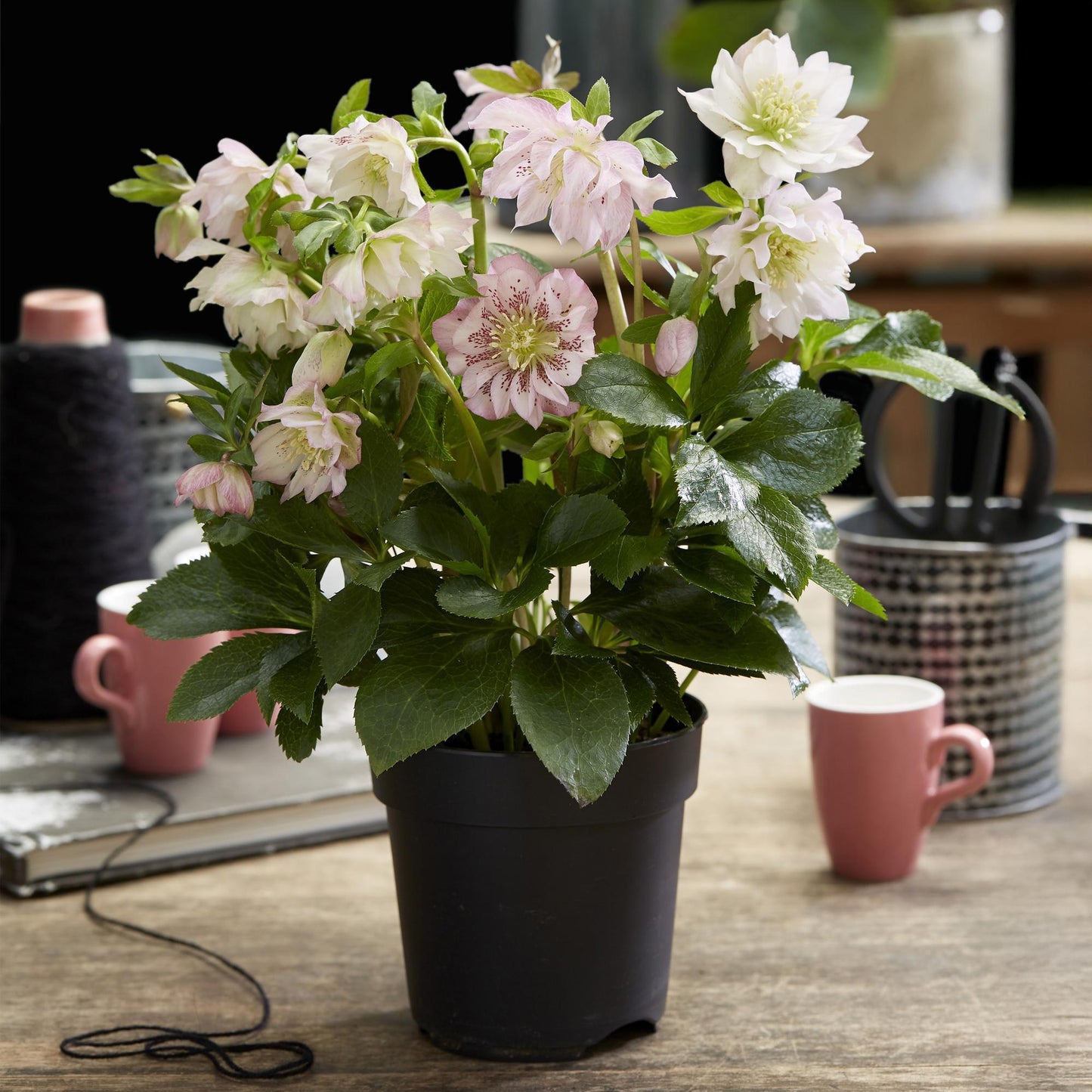 GreenboutiQ - Gartenpflanze - Lenzrose - Helleborus orientalis Double Ellen Pink - Rosa Blüte - 2 Pflanzen - Immergrün - Topf 14cm Höhe 35cm