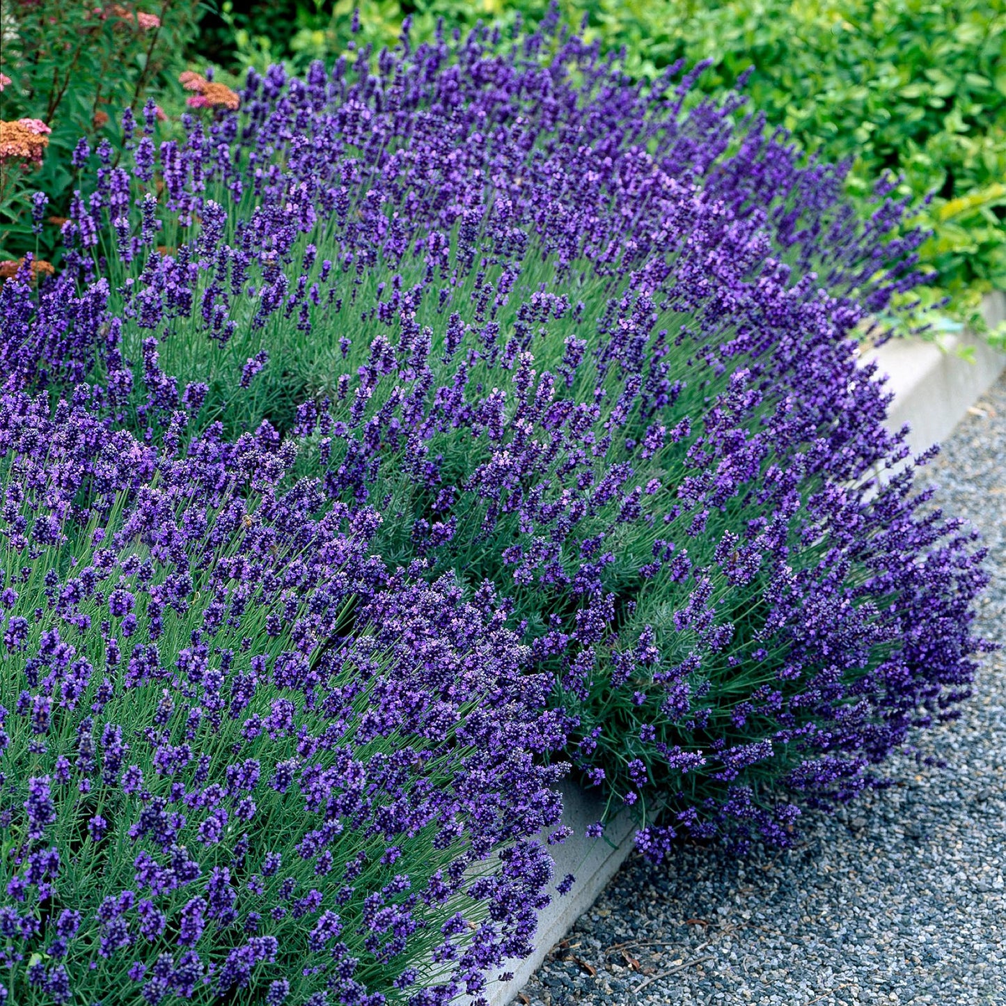 GreenboutiQ - Heckenpflanzen - Lavandula angustifolia Hidcote - graues Blatt - 6 Pflanzen - 1 laufender Meter - immergrün - Topf 17cm Höhe 30cm