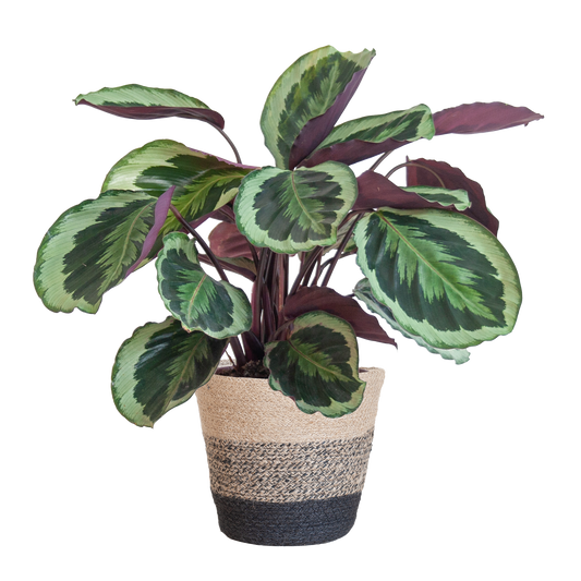 Calathea Medaillon mit Lissabon-Korb Schwarz - 65cm - Ø21