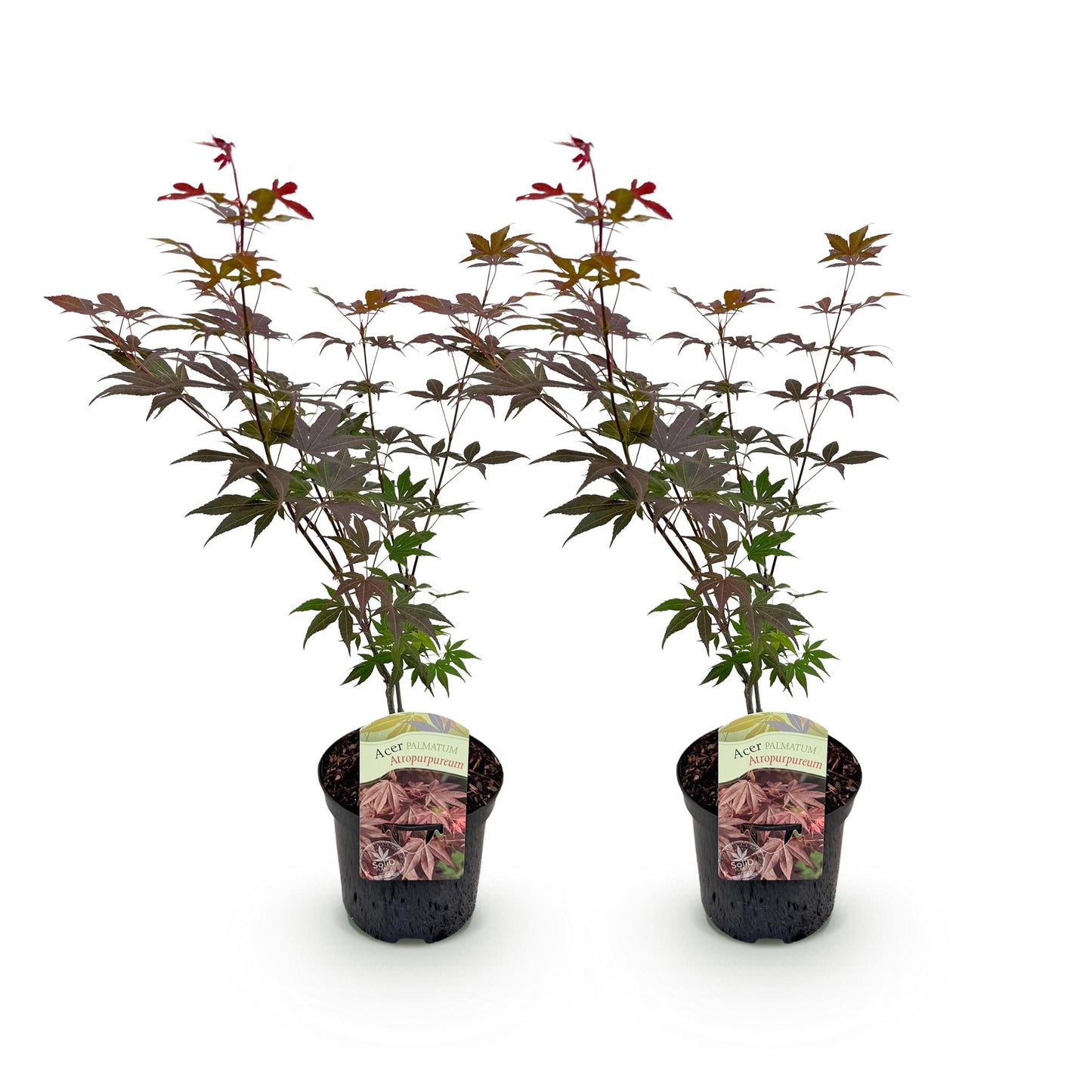 GreenboutiQ - Balkonpflanze - Japanischer Ahorn - Acer palmatum Atropurpureum - Lila - 2 Pflanzen - Laubabwerfend - Topf 19cm Höhe 70cm