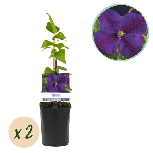 GreenboutiQ - Kletterpflanze - Clematis Star of India - Blüte Rosa - Pflegeleicht - 2 Pflanzen - Topf 11cm Höhe 40cm