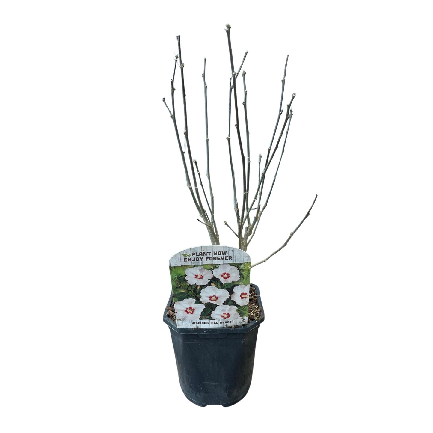 GreenboutiQ - Sträucher - Hibiscus syriacus Red Heart - Blüte Weiß Mit Rotem Herzen - 1 Pflanze - Laubabwerfend - Wenig Pflege - Topf 17cm Höhe 45cm