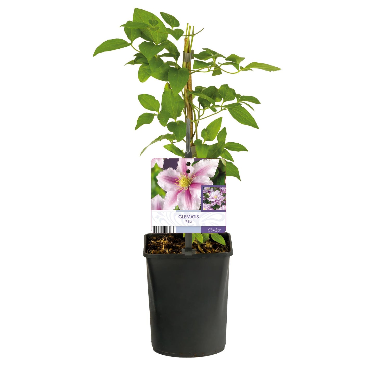 GreenboutiQ - Kletterpflanze - Clematis Piilu - Blüte Rosa - Wenig Pflege - 2 Pflanzen - Topf 11cm Höhe 40cm