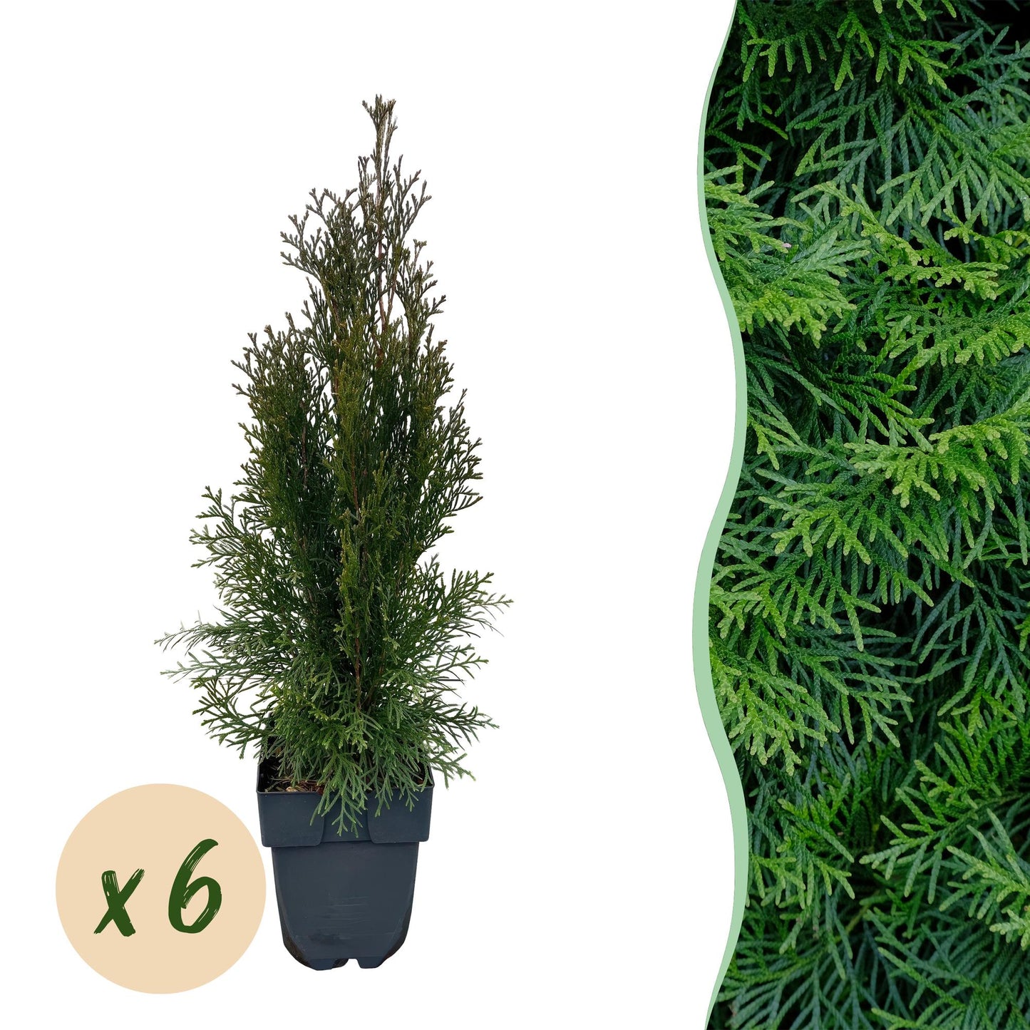 GreenboutiQ - Heckenpflanzen - Thuja occidentalis Smaragd - Blatt grün - 6 Pflanzen - 1 laufender Meter - immergrün - Topf 17cm Höhe 60cm