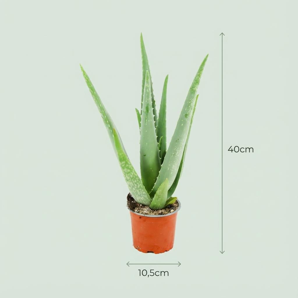 Aloë Vera - 2 Stück - Ø 10,5 cm - Höhe: 35 - 40cm