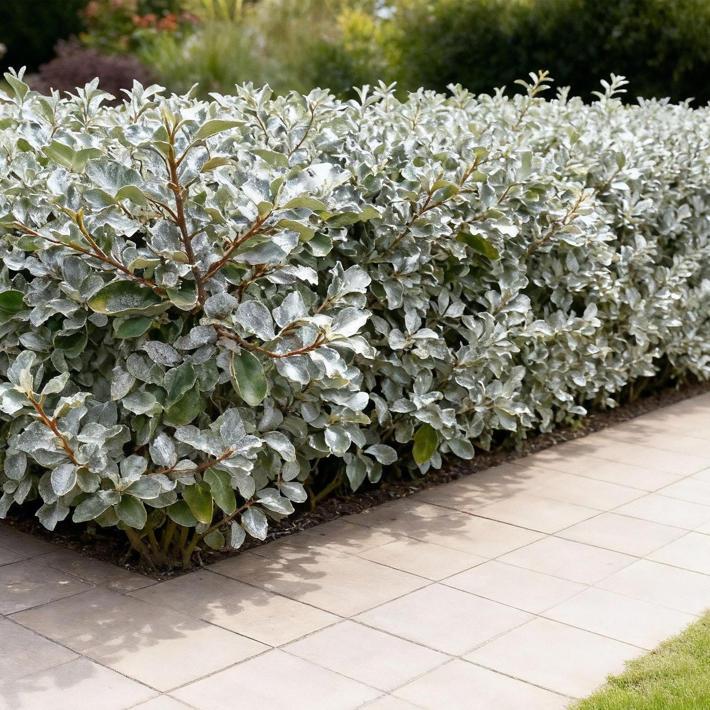 GreenboutiQ - Heckenpflanzen - Eleagnus ebbingei Compacta - Blatt Grau - 8 Pflanzen - 1 Laufende Meter - Immergrün - Topf 9cm Höhe 30-35cm