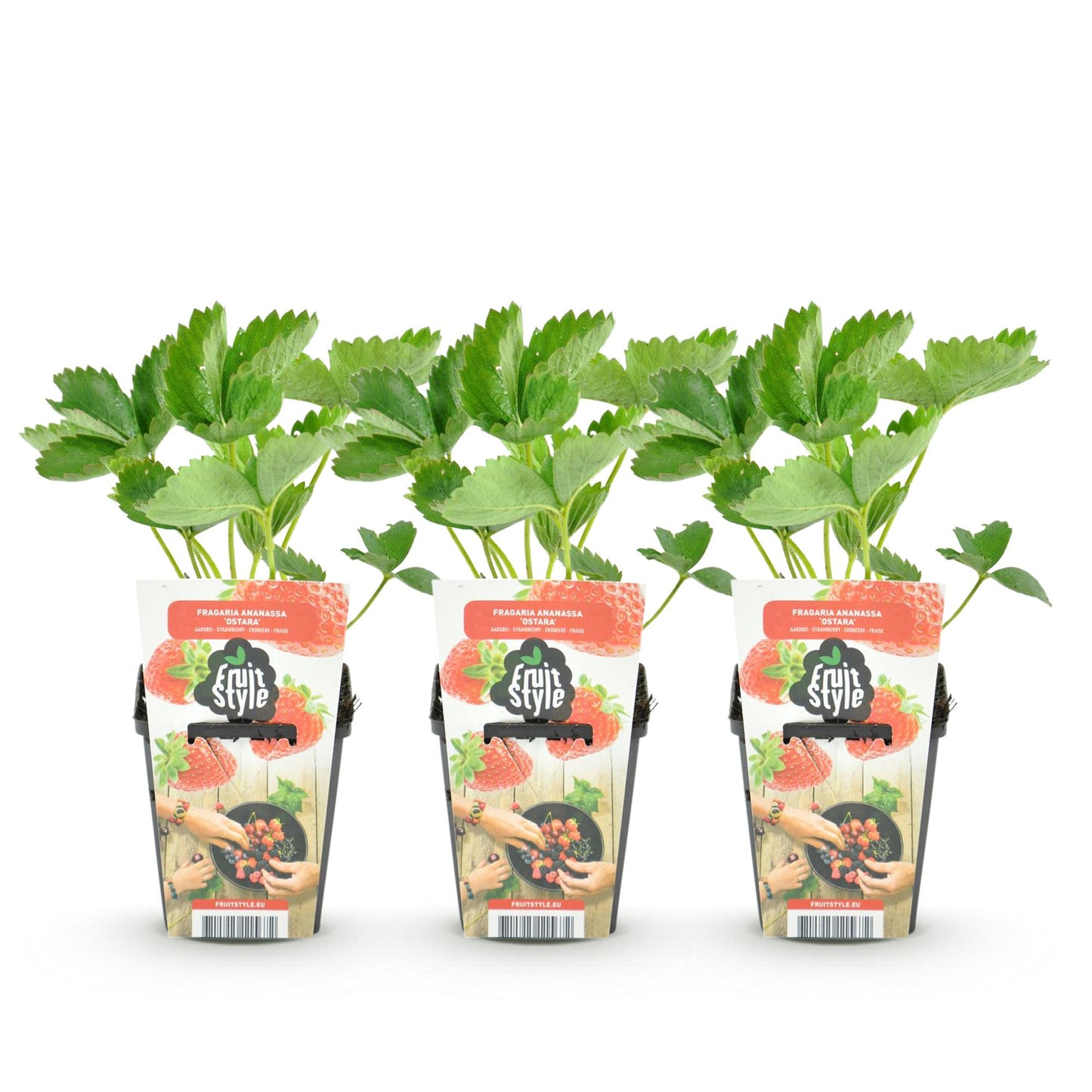 GreenboutiQ - Obstpflanzen - Erdbeere - Fragaria Elsanta - Winterhart - 3 Pflanzen - Topf 9 cm - Rote Erdbeere