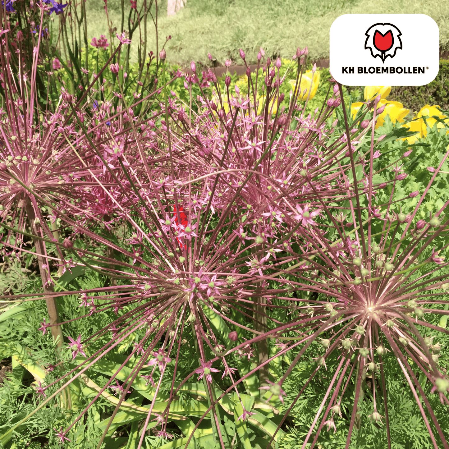 allium schubertii 5 stuks