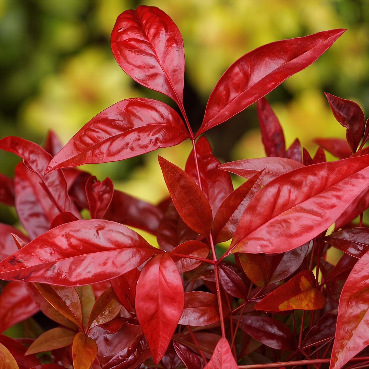 GreenboutiQ - Gartenpflanze - Nandina Blush Pink - Dunkelrosa - 2 Pflanzen - Immergrün - Pflegeleicht - Topf 17cm Höhe 40cm