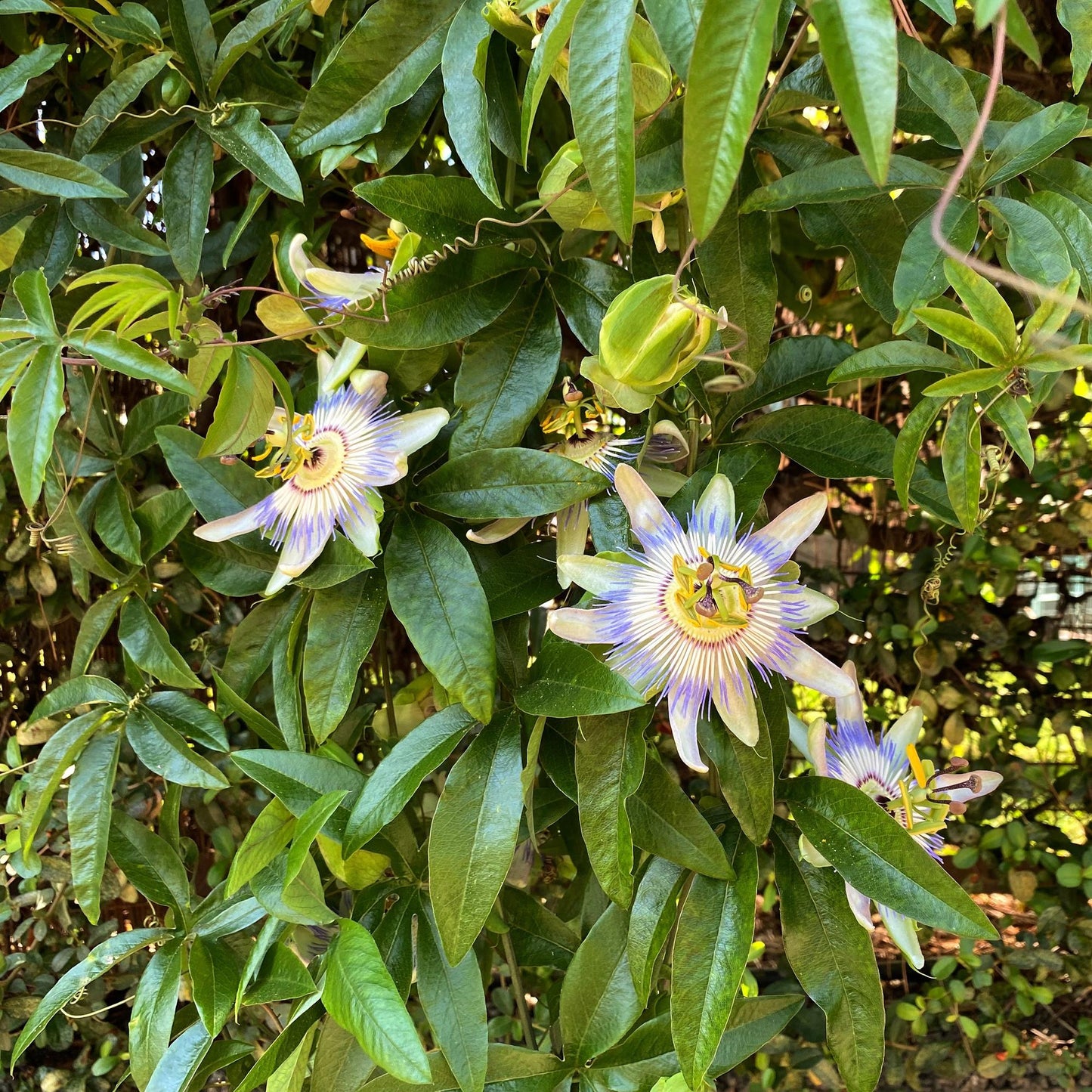 GreenboutiQ - Passionsblume - Passiflora caerulea - Blüte Blau mit Grün Weiß - Wenig Pflege - 2 Pflanzen - Topf 11cm Höhe 40cm