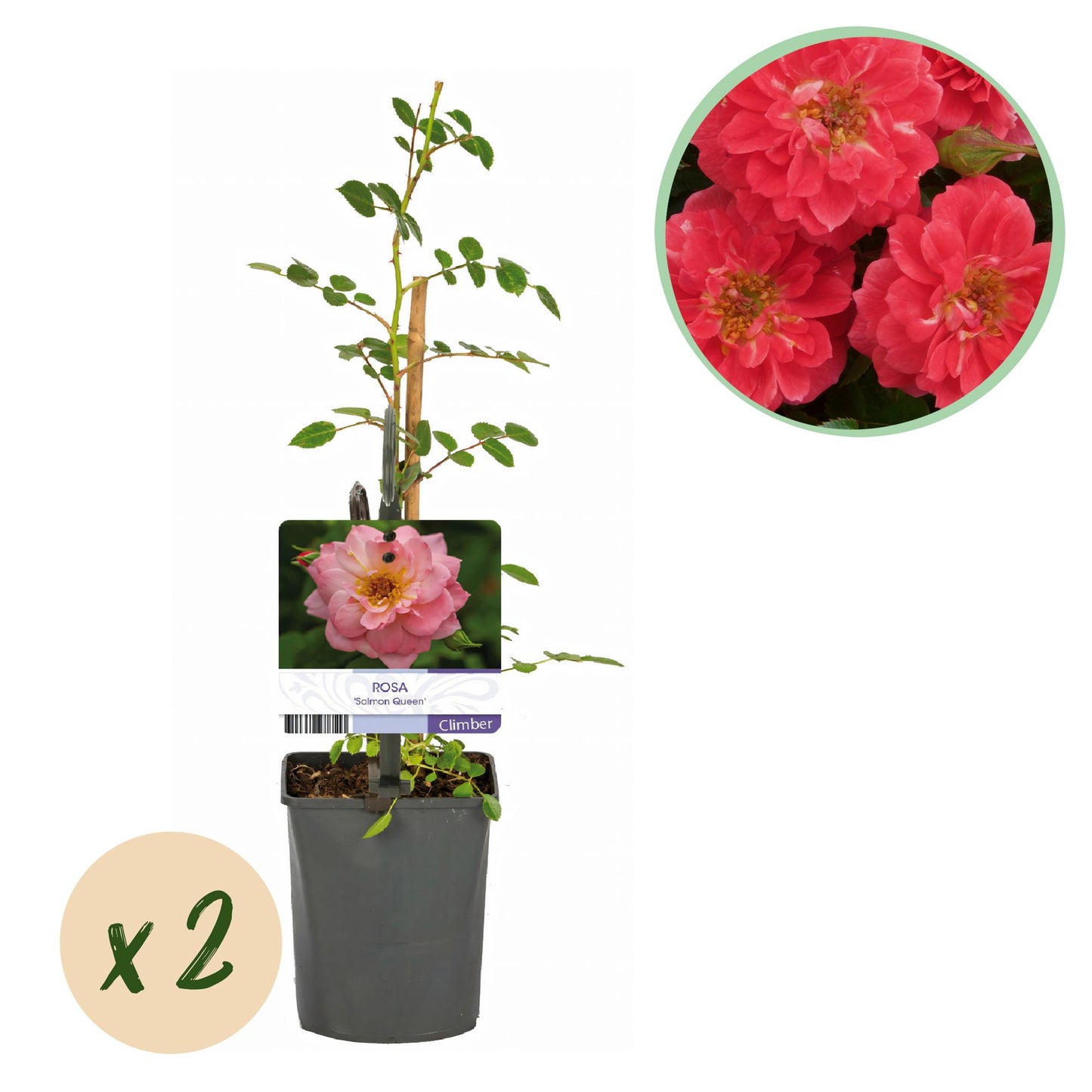 GreenboutiQ - Kletterrose - Rosa Salmon Queen - Blüte Hellrosa - Geringer Pflegeaufwand - 2 Pflanzen - Topf 11cm Höhe 40cm