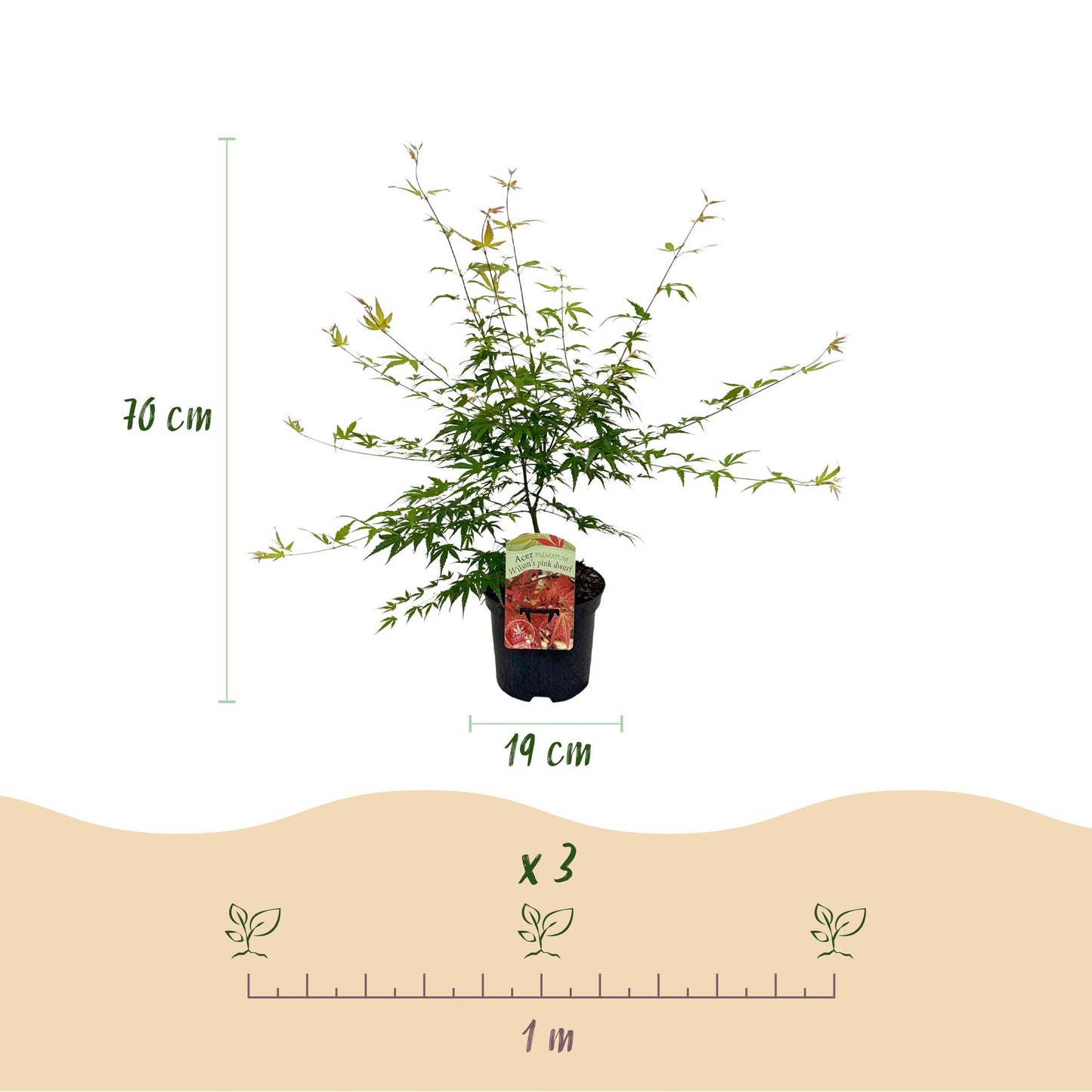 GreenboutiQ - Balkonpflanze - Japanischer Ahorn - Acer palmatum Pink Dwarf - Rosa - 1 Pflanze - Laubabwerfend - Topf 19cm Höhe 70cm