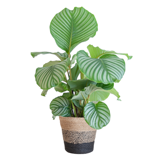 Calathea Orbifolia mit Lissabon-Korb schwarz  - 65cm - Ø21