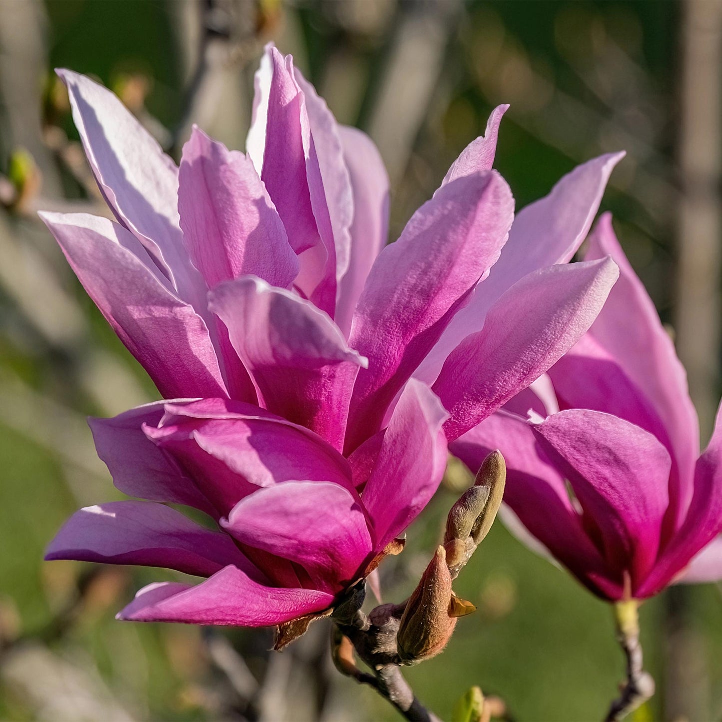GreenboutiQ - Gartenpflanze - Magnolia liliiflora Nigra - Blüte Lila - 3 Pflanzen - Laubabwerfend - Wenig Pflege - Topf 12cm Höhe 30cm