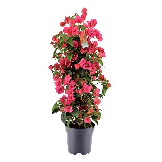 Bougainvillea Piramide Red - Ø17cm - ↕65cm