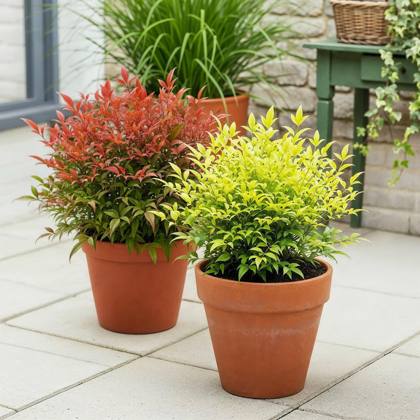 GreenboutiQ - Gartenpflanze - Nandina Duo - Gelb & Rot - 2 Pflanzen - Immergrün - Pflegeleicht - Topf 17cm Höhe 45cm