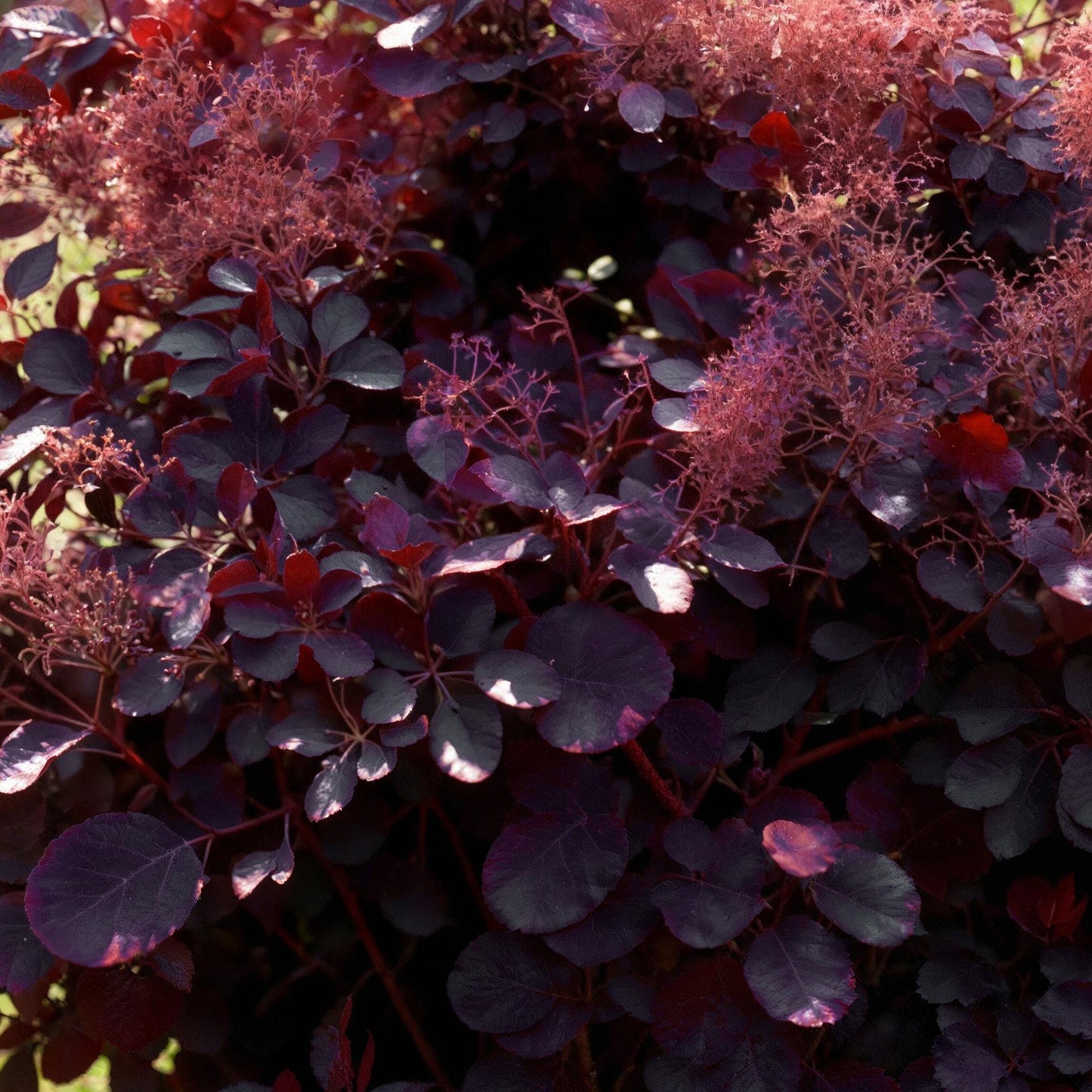 GreenboutiQ - Gartenpflanze - Cotinus coggyria Royal Purple - Lila - 1 Pflanze - Laubabwerfend - Wenig Pflege - Topf 12cm Höhe 35cm
