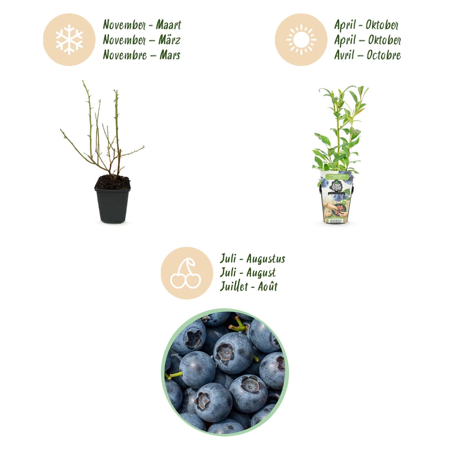 GreenboutiQ - Obstpflanzen - Blaubeere - Vaccinium corymbosum Northland - Winterhart - 6 Pflanzen - Topf 9 cm - Blaubeere