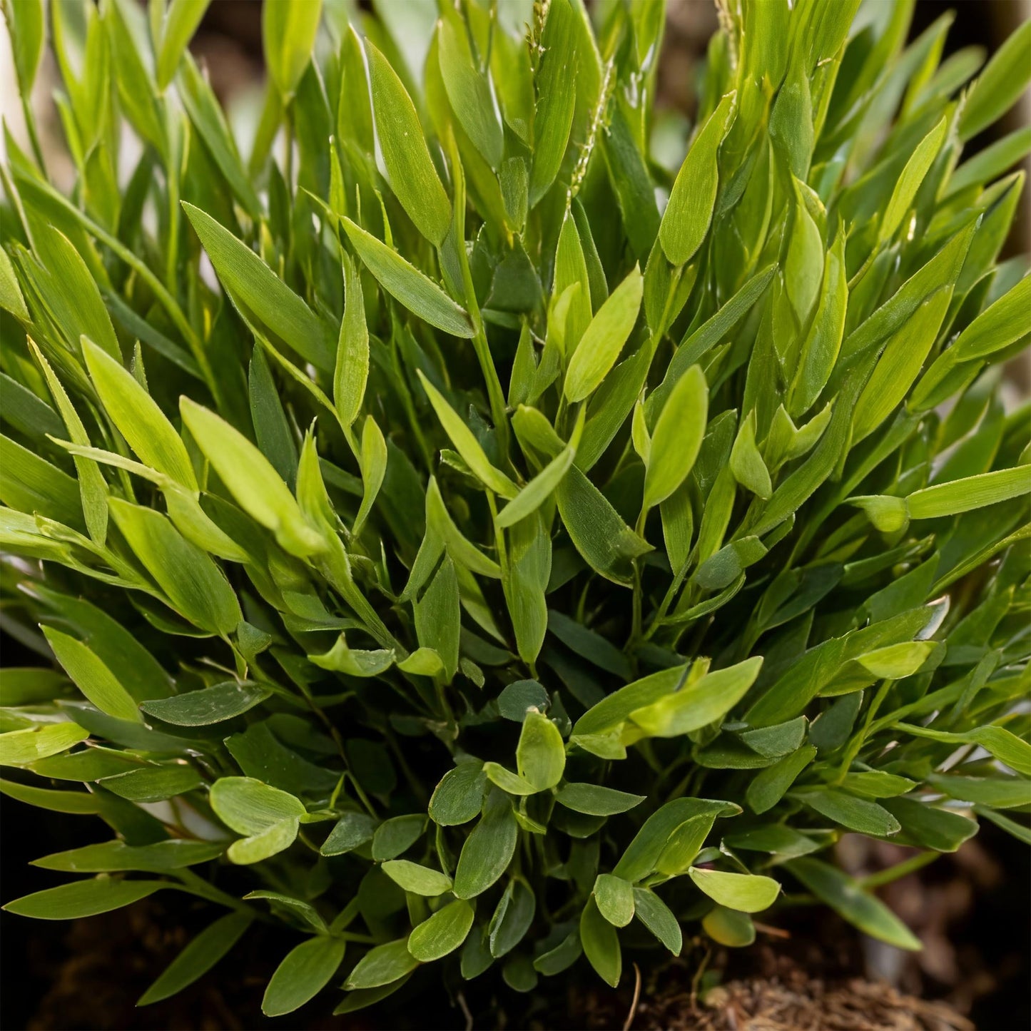 Green boutiQ - Zimmerpflanze - Bamusa Pogonatherum Monica - Bambusgras - Haustierfreundlich - Grün - 2 Pflanzen - Topf 12cm - Höhe 30-35cm