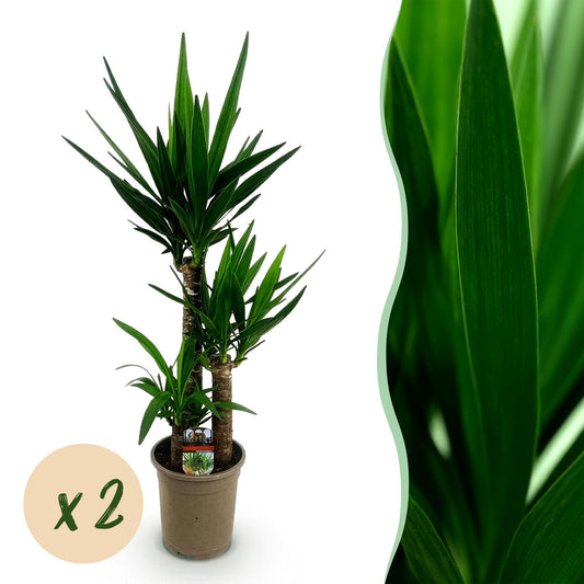 Green boutiQ - Zimmerpflanze - Yucca elephantipes - Yucca - Wenig Pflege - Grün - 2 - Topf 21cm - Höhe 100cm