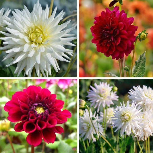Flowerbulbs Amsterdam - Mix Romantische Schönheiten, Dahlien Playa Blanca & Dahlien Heatwave, 2 Stück