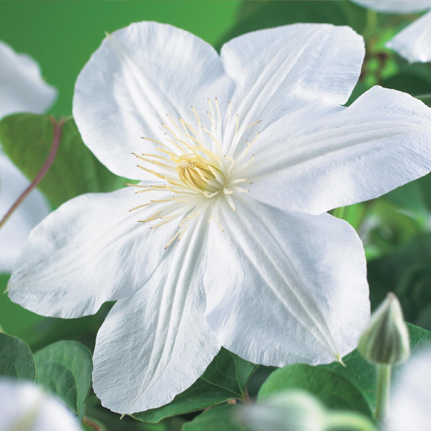 GreenboutiQ - Kletterpflanze - Clematis Madame Le Coultre - blühend weiß - Wenig Pflege - 2 Pflanzen - Topf 11cm Höhe 40cm