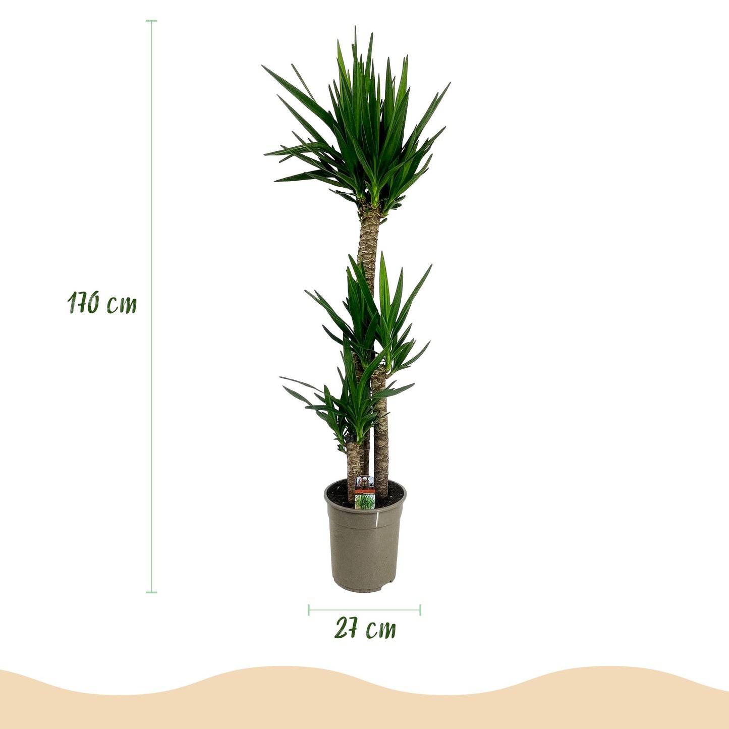 Green boutiQ - Zimmerpflanze - Yucca elephantipes - Yucca - Pflegeleicht - Grün - 1 - Topf 27cm - Höhe 170cm