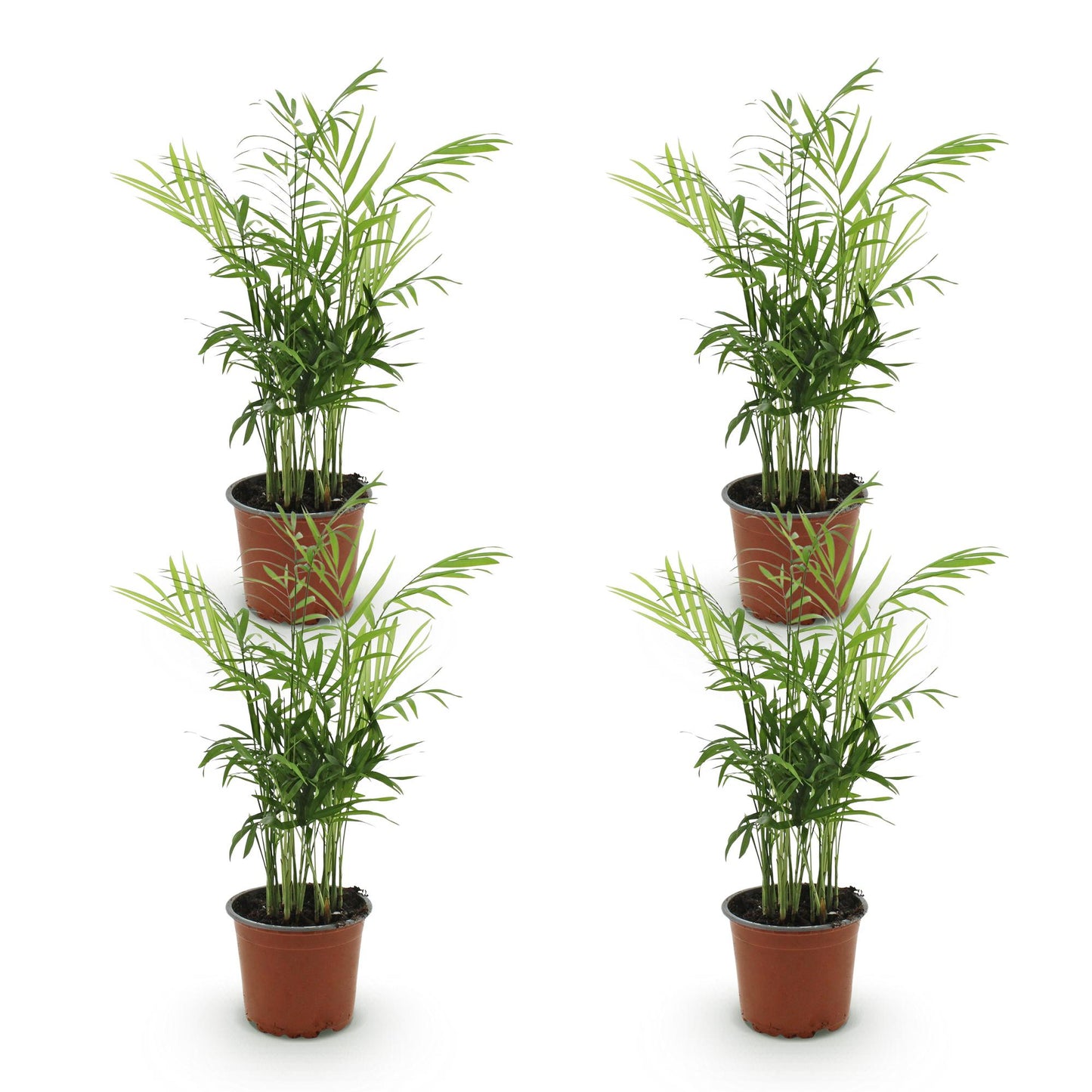 Green boutiQ - Zimmerpflanze - Chamaedorea elegans - Goldpalme - Haustierfreundlich - Grün - 4 Pflanzen - Topf 12cm - Höhe 35-40cm