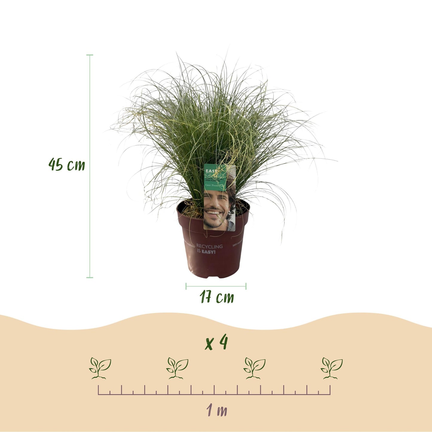 GreenboutiQ - Ziergräser - Carex comans Frosted Curls - Grün - 4 Pflanzen - Immergrün - Wenig Pflege - Topf 17cm Höhe 50cm