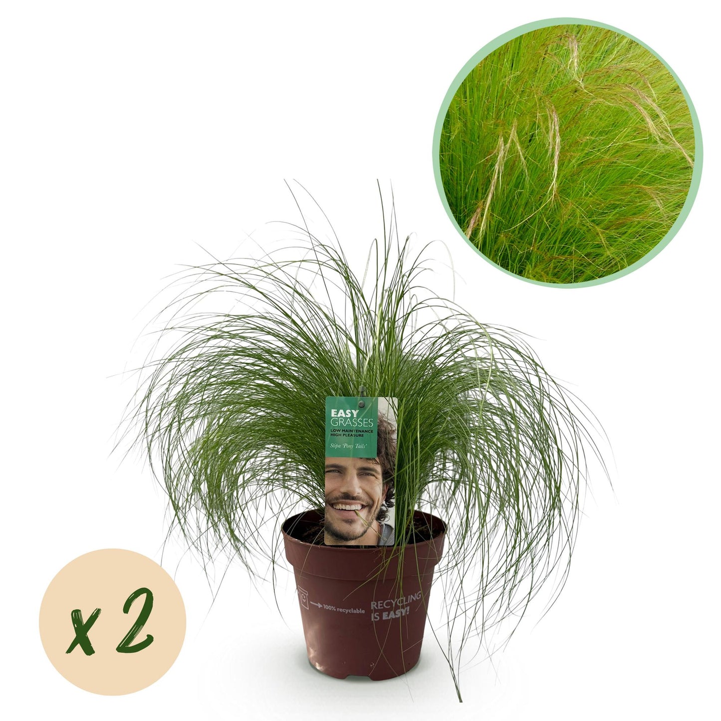GreenboutiQ - Ziergräser - Stipa tenuifolia Pony Tails - Grün - 2 Pflanzen - Immergrün - Wenig Pflege - Topf 17cm Höhe 50cm