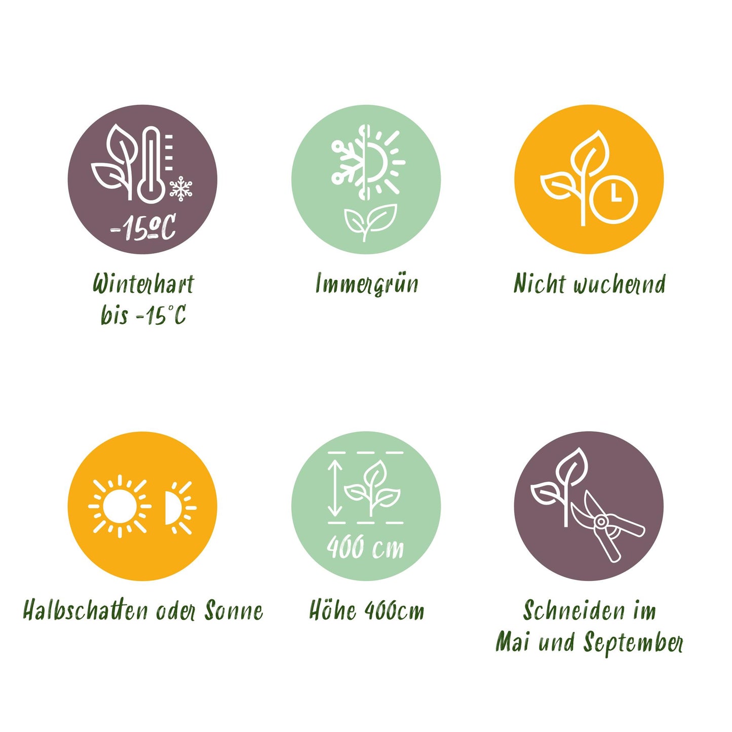 GreenboutiQ - Heckenpflanzen - Ligustrum ovalifolium - Blatt grün - 8 Pflanzen - 1 laufender Meter - immergrün - Topf 9cm Höhe 35-40cm