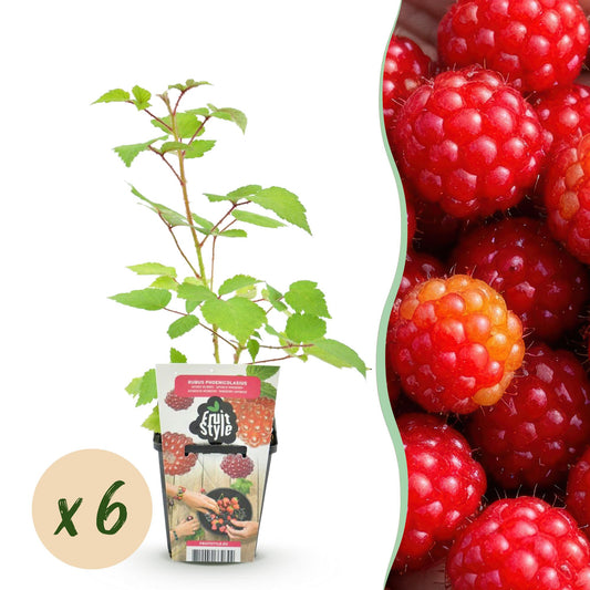GreenboutiQ - Obstpflanzen - Japanische Weinbeere - Rubus Phoenicolasius - Winterhart - 6 Pflanzen - Topf 9 cm - Rote Beere