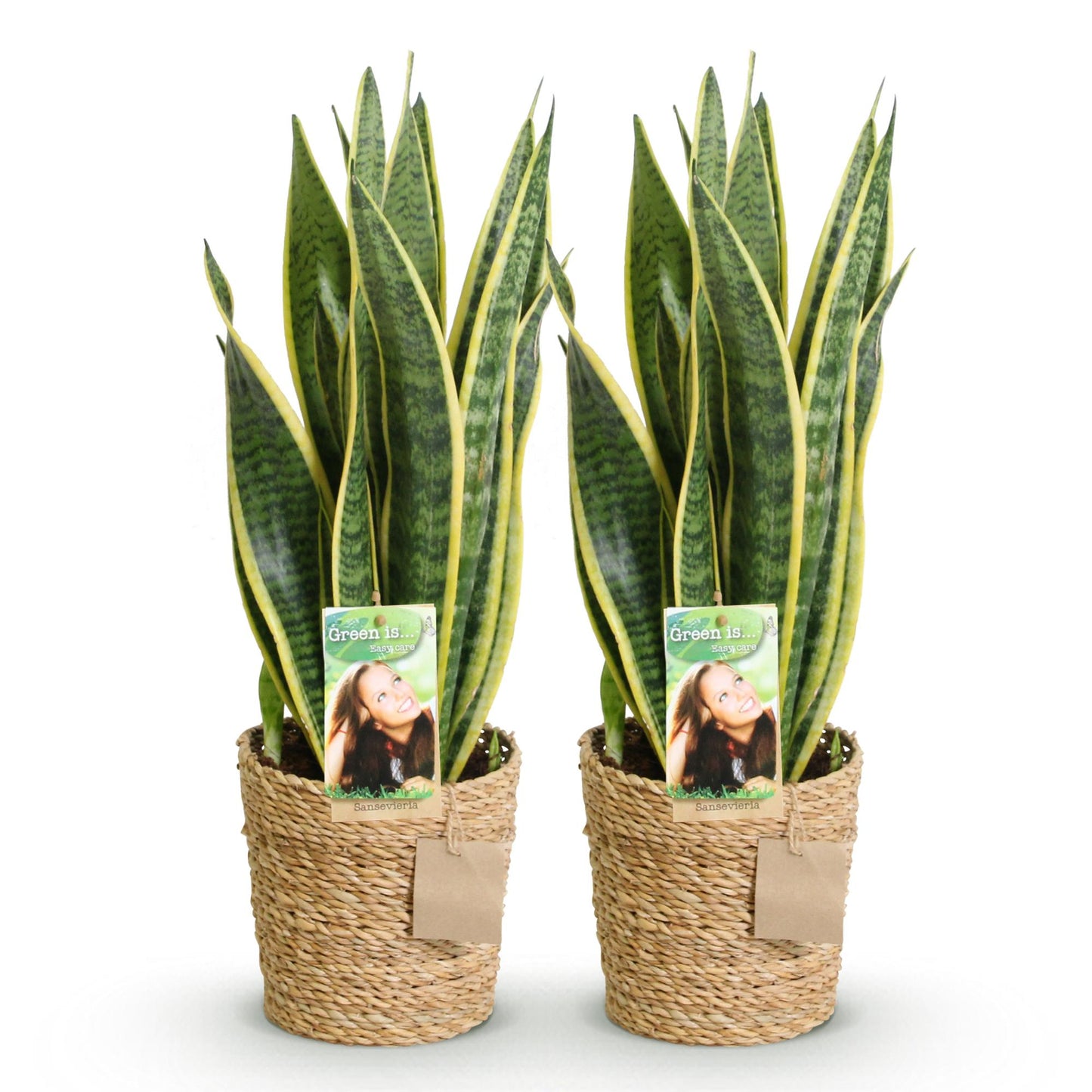 Green boutiQ - Zimmerpflanzen - Sanseveria Laurentii - Schwiegermutterzunge - Pflegeleicht - mit Korb - Grün - Gelb - 2 Pflanzen - Topf 17cm - Höhe 60-70cm