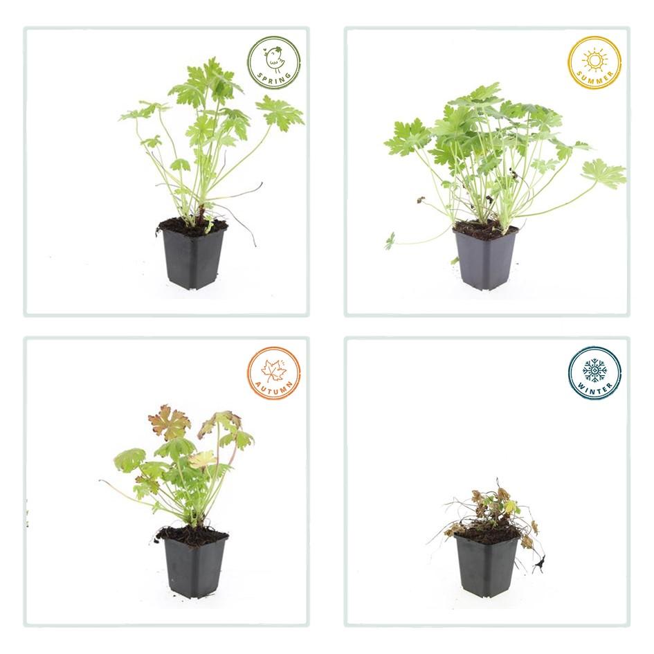 40x Geranium macrorrhizum - ↕10-25cm - Ø9cm