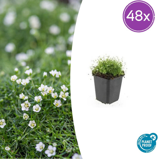 48x Sagina subulata - ↕10-25cm - Ø9cm