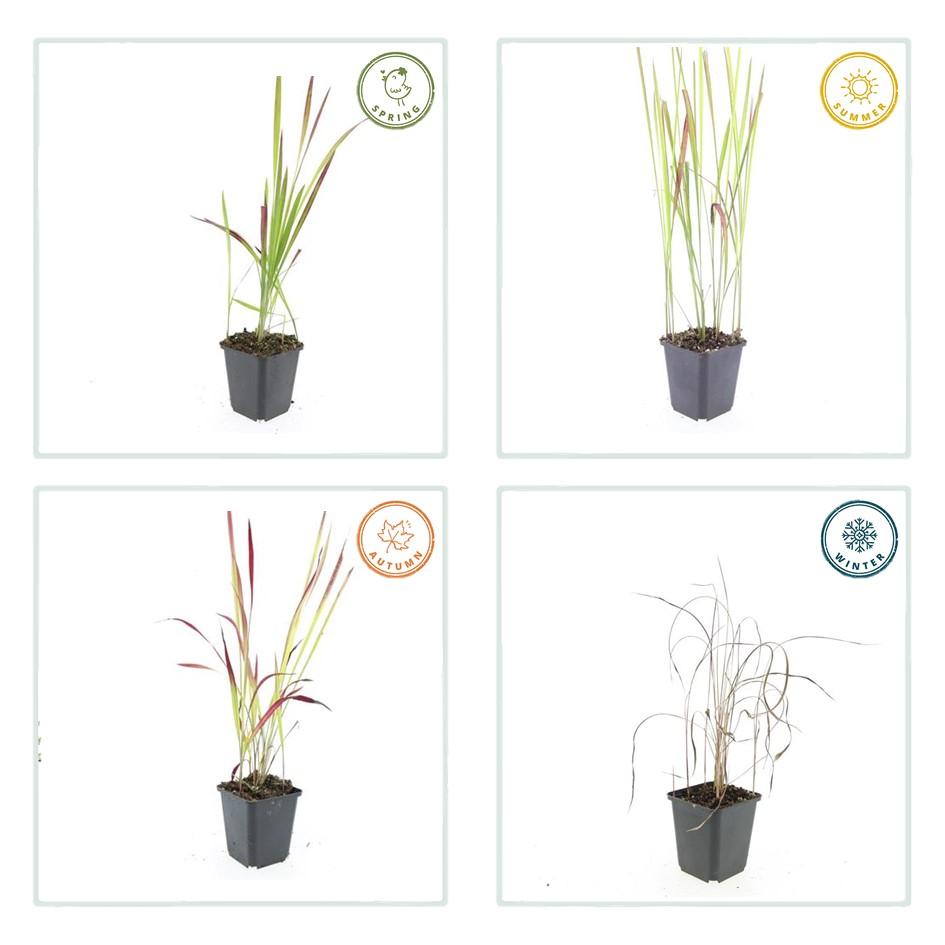 60x Imperata cylindrica 'Red Baron' - ↕10-25cm - Ø9cm