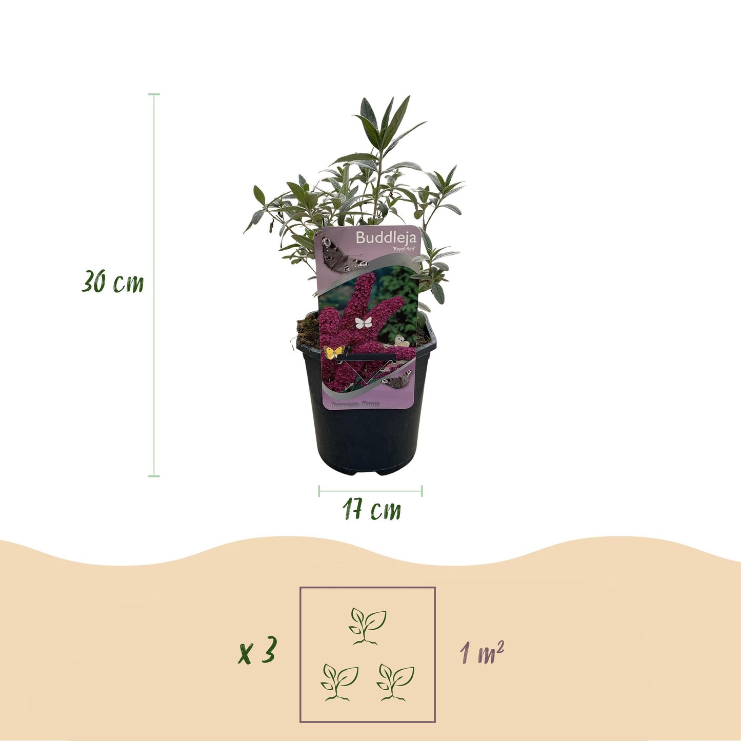 GreenboutiQ - Schmetterlingsstrauch - Buddleja davidii Royal Red - Blume Rot - 1 Pflanze - Laubabwerfend - Schmetterlingsanziehend - Topf 17cm Höhe 25cm