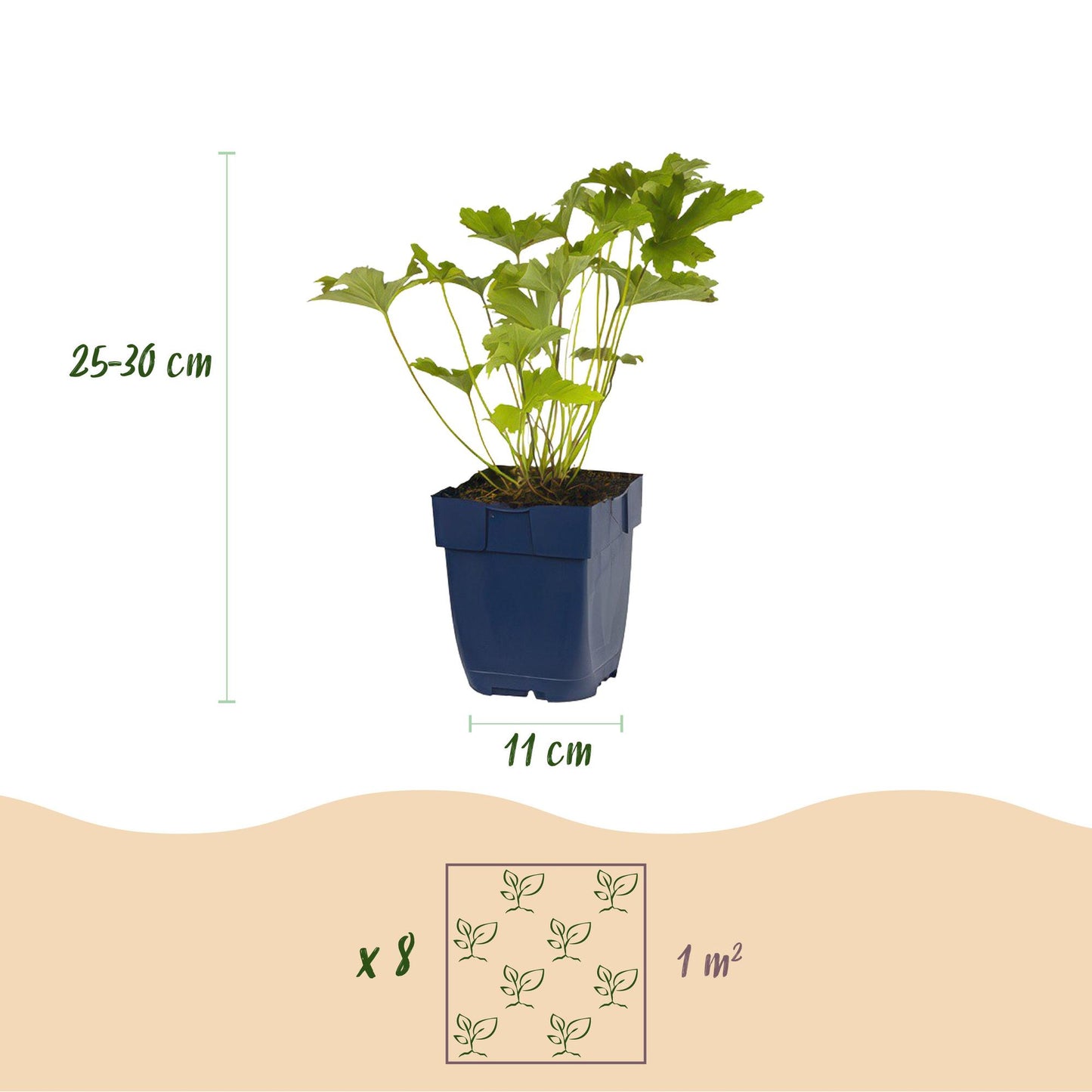 GreenboutiQ - Staudenpaket - Schatten - 8 Stauden - Für 1 m2 - Verschiedene Farben - Wenig Pflege - Topf 11cm