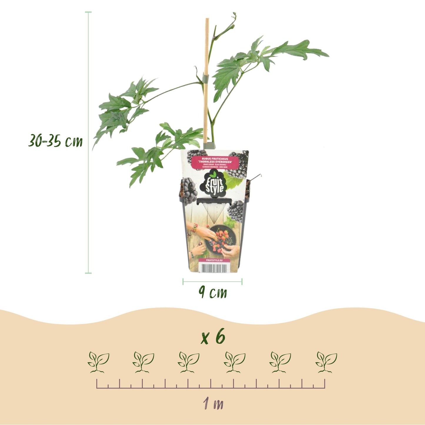 GreenboutiQ - Obstpflanzen - Immergrüne Brombeere - Rubus Thornless Evergreen - Winterhart - 6 Pflanzen - Topf 9 cm - Schwarze Brombeere