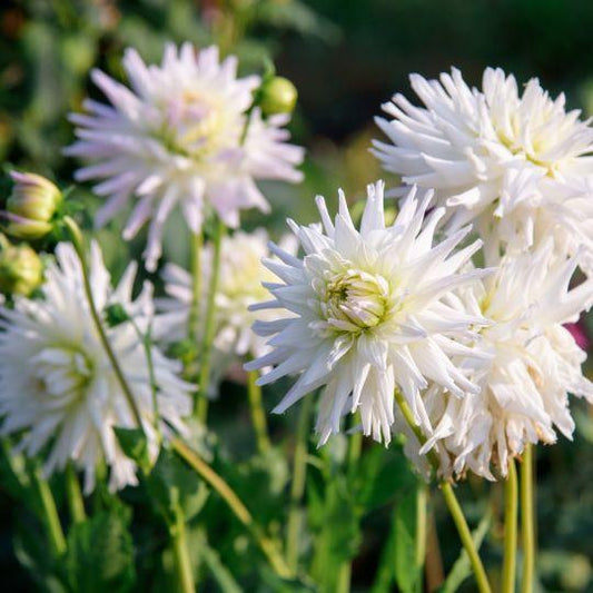 Flowerbulbs Amsterdam - 12 Dahlien playa blanca knollen für 2 m², kaktusförmige blüten